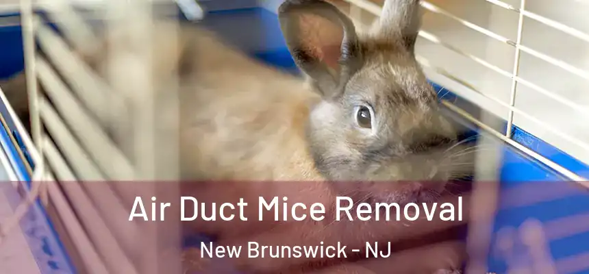  Air Duct Mice Removal New Brunswick - NJ